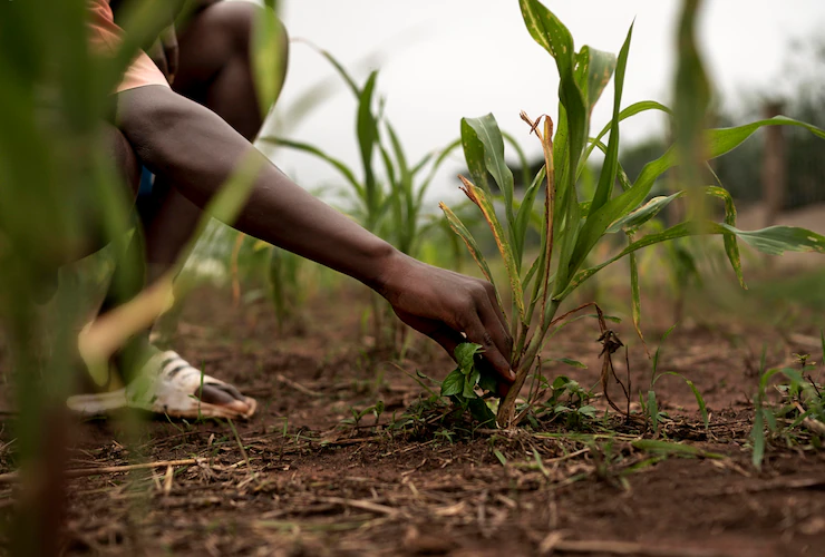 Agriculture Investment